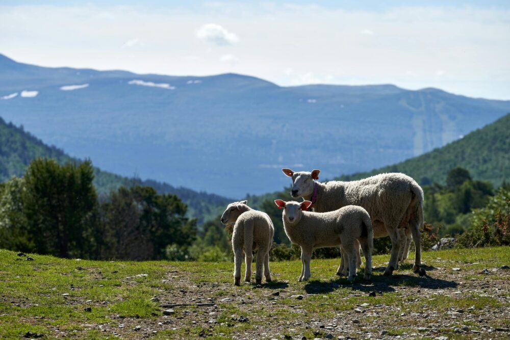A peaceful scene of sheep grazing in a mountain setting with blue skies and lush greenery.