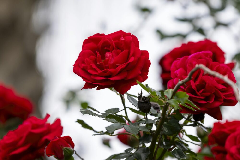 beautiful red roses in garden