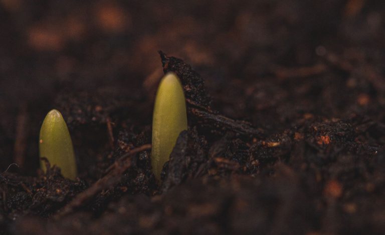 Closeup of small tender sprouts growing on wet soil ground in spring garden