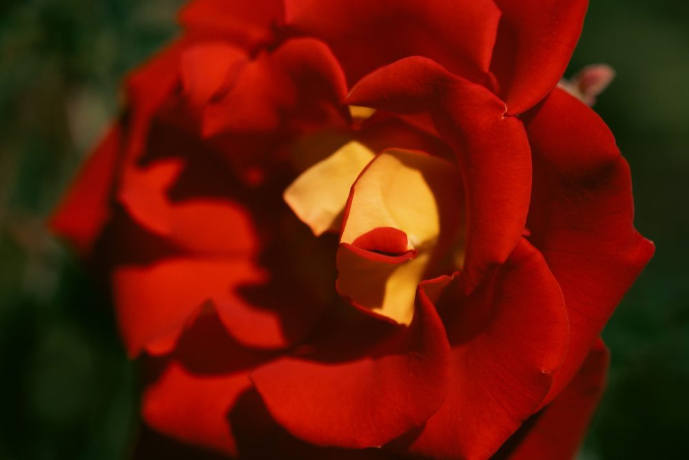 Detailed macro shot of a beautiful red and yellow rose, highlighting its vibrant petals.