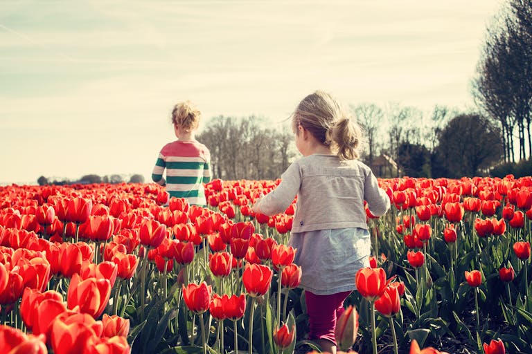 Two children walking through a vibrant field of red tulips on a sunny spring day.