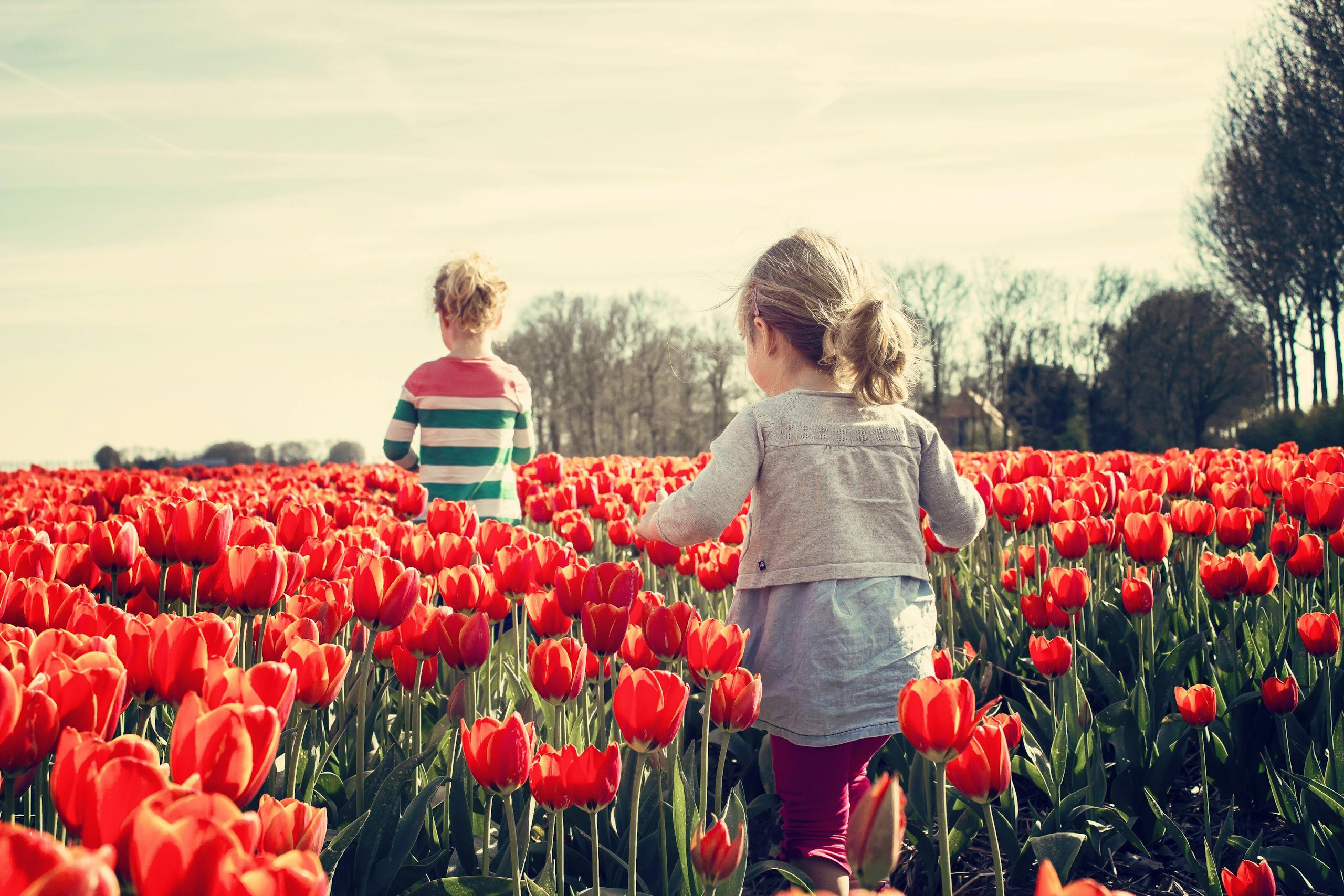 Two children walking through a vibrant field of red tulips on a sunny spring day.